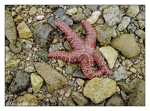 Photo of Pisaster ochraceus by <a href="http://www.blevinsphoto.com/contact.htm">David Blevins</a>